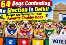 64 Dogs Contesting An Election